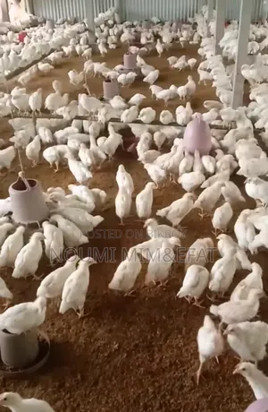 Brown Cock Chicken Chicks 30 Days