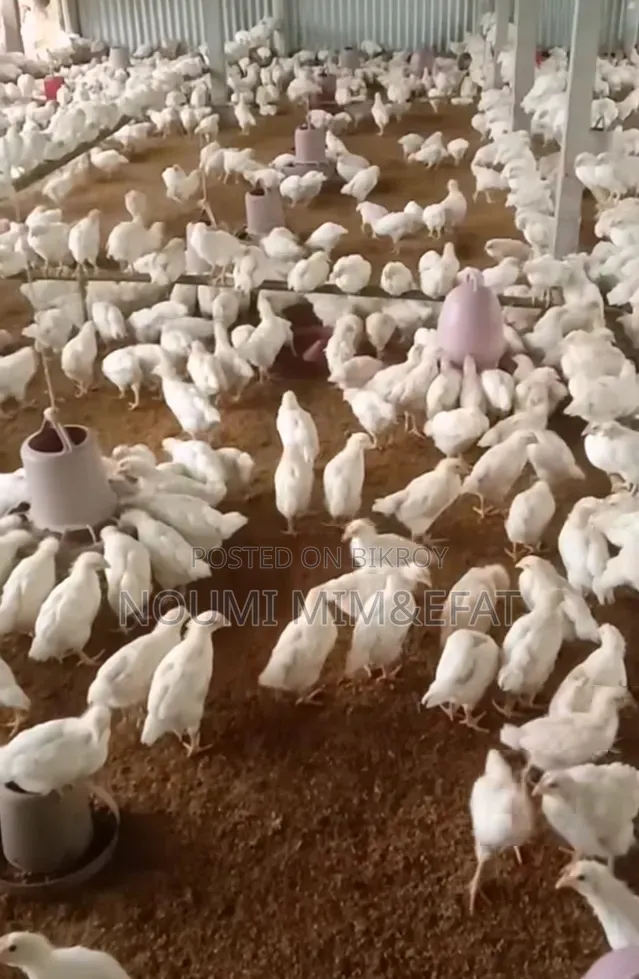 Brown Cock Chicken Chicks 30 Days