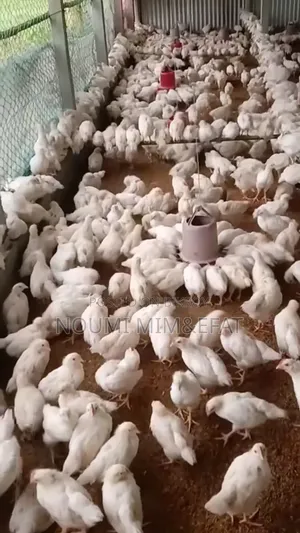 Brown Cock Chicken Chicks 30 Days