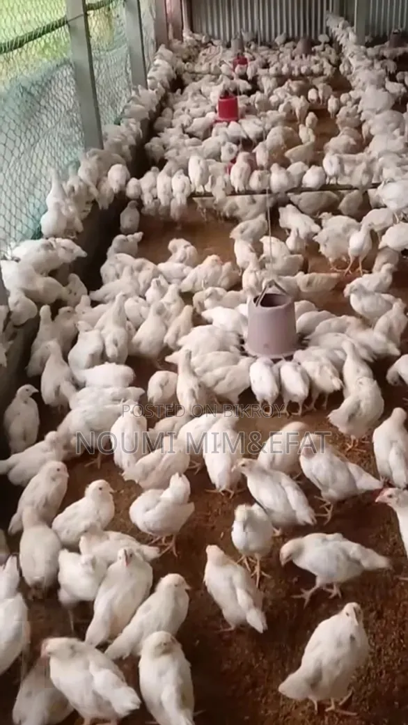 Brown Cock Chicken Chicks 30 Days