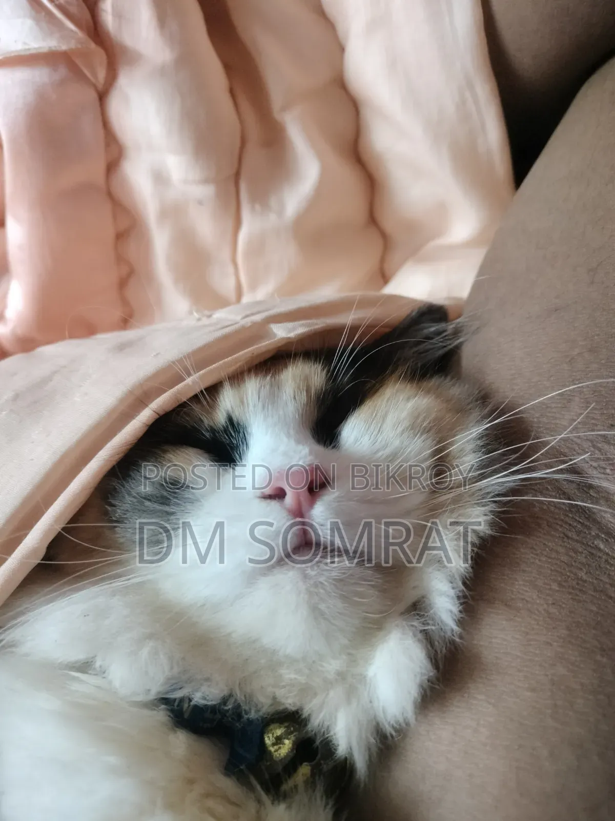 6-12 Months Female Purebred Persian