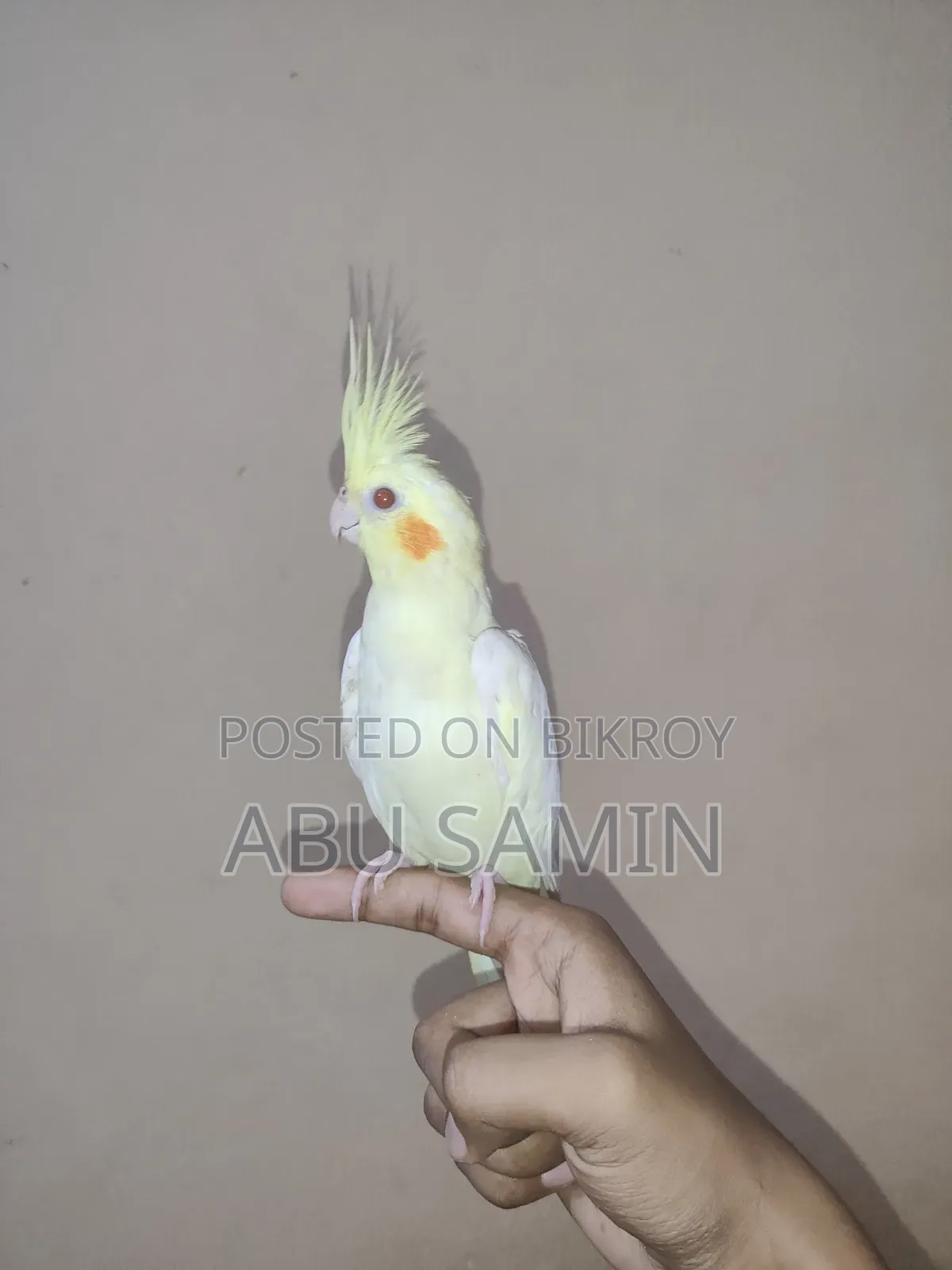 ফুল টেমড ককাটেল পাখি