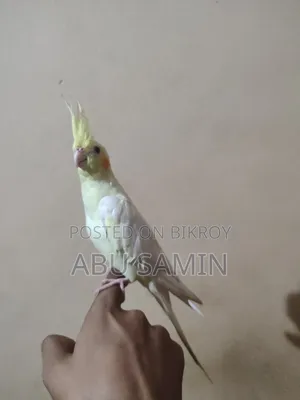 ফুল টেমড ককাটেল পাখি