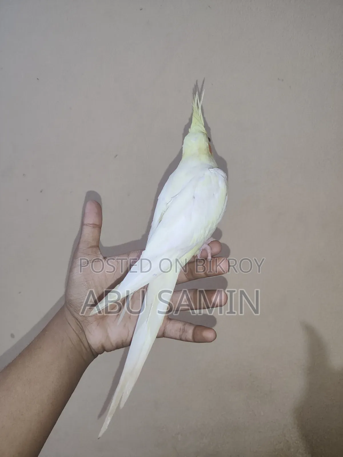 ফুল টেমড ককাটেল পাখি