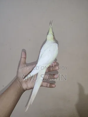 ফুল টেমড ককাটেল পাখি