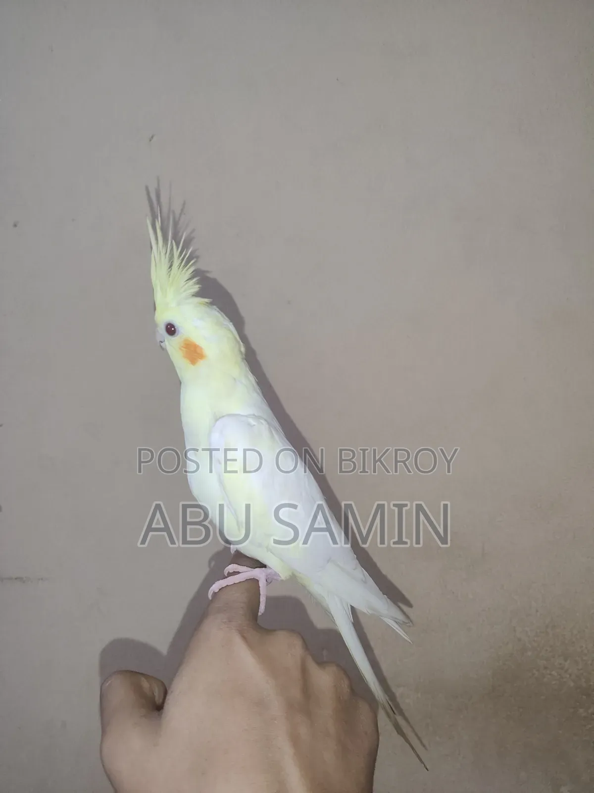 ফুল টেমড ককাটেল পাখি