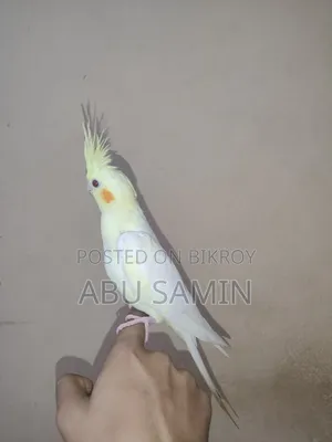 ফুল টেমড ককাটেল পাখি