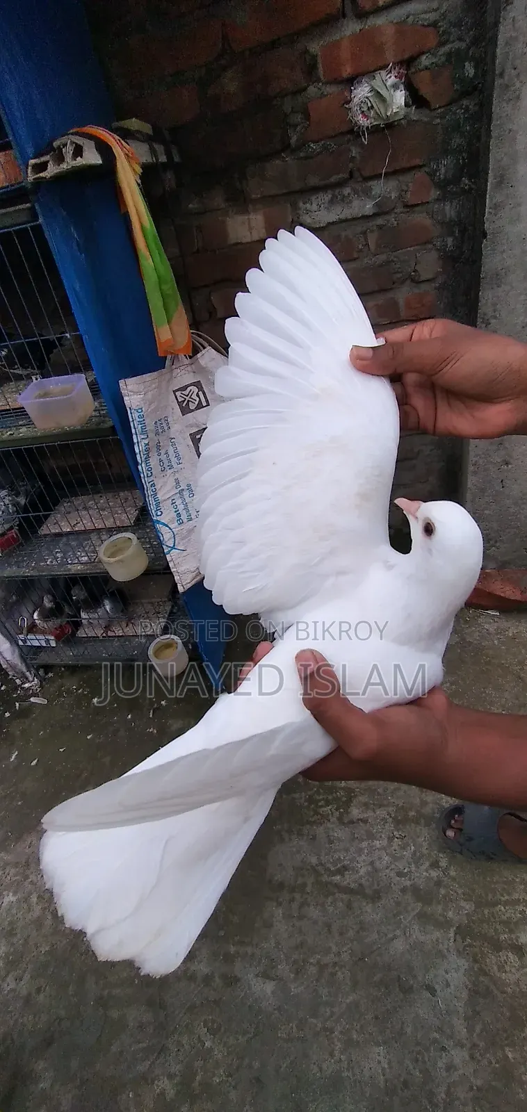 Urgent Sale: White Homer 3 Pairs High Flyer Line, 100% Ok