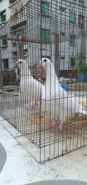 Urgent Sale: White Homer 3 Pairs High Flyer Line, 100% Ok