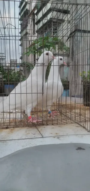 Urgent Sale: White Homer 3 Pairs High Flyer Line, 100% Ok