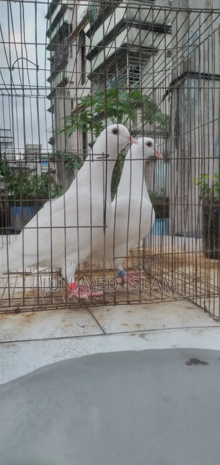 Urgent Sale: White Homer 3 Pairs High Flyer Line, 100% Ok
