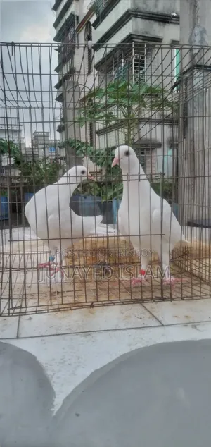 Urgent Sale: White Homer 3 Pairs High Flyer Line, 100% Ok