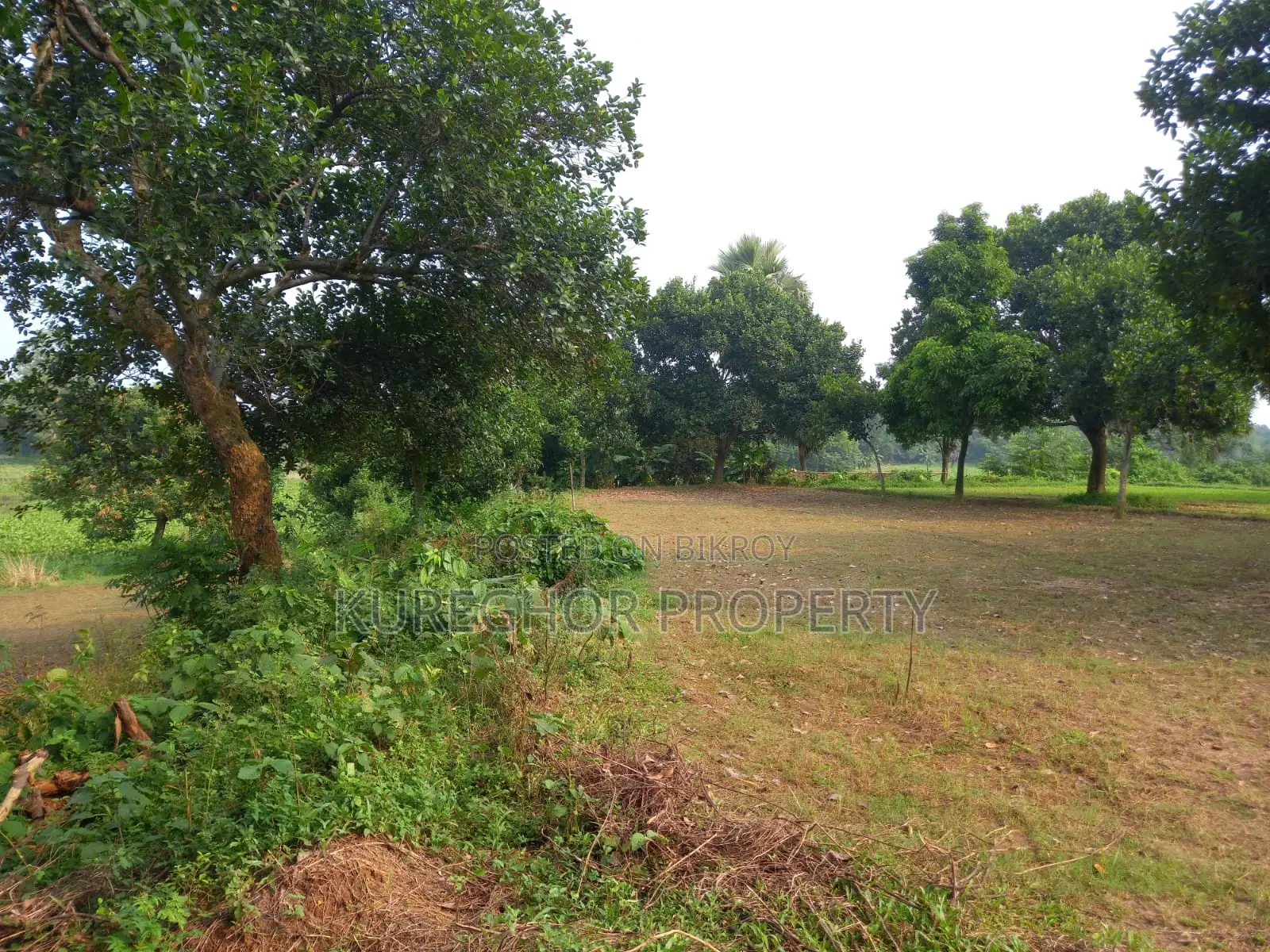 উঁচু জমি বিক্রয়