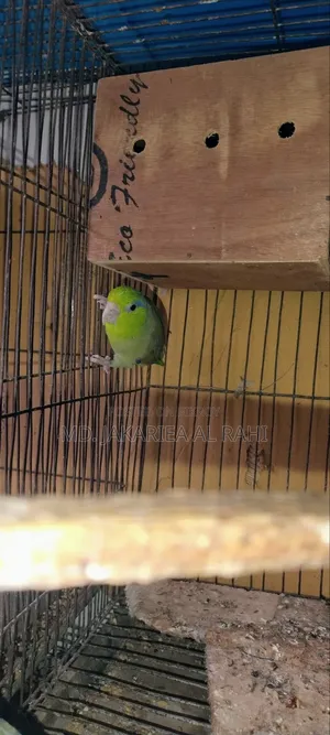 Running Forpus Male for Sell