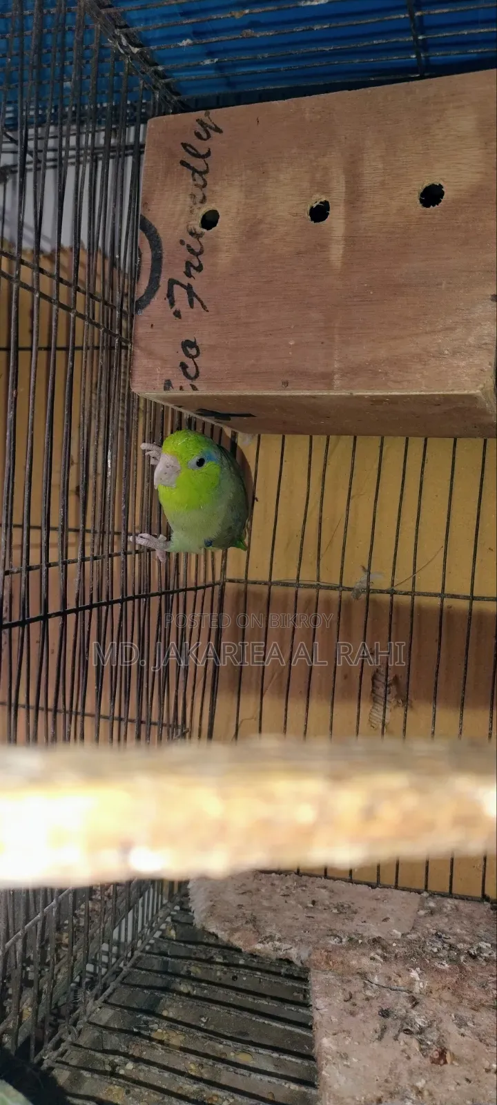 Running Forpus Male for Sell