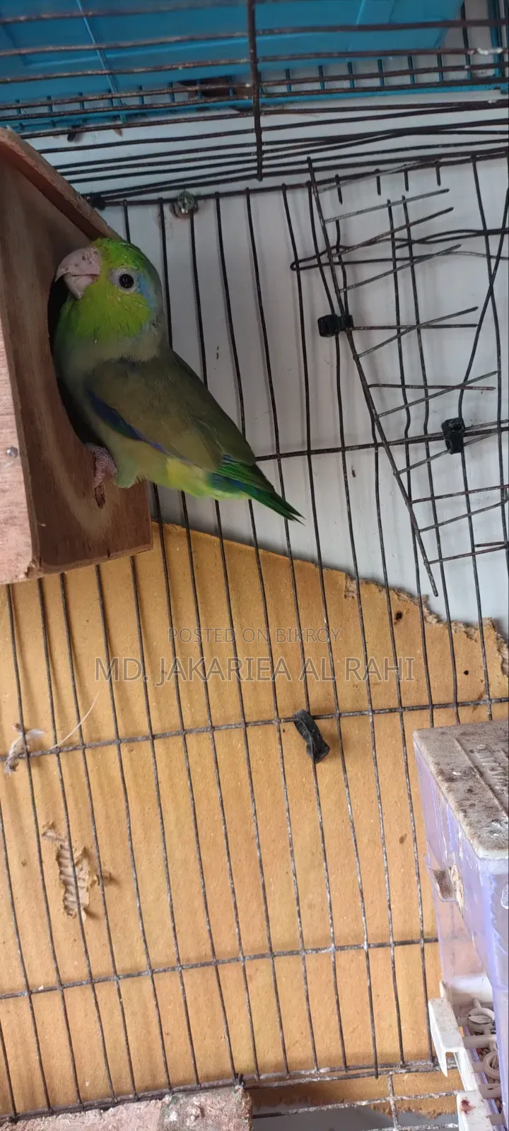 Running Forpus Male for Sell