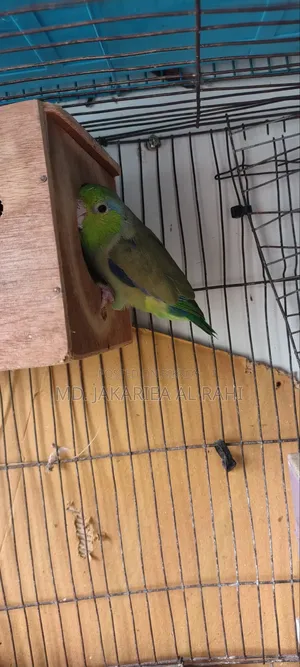 Running Forpus Male for Sell