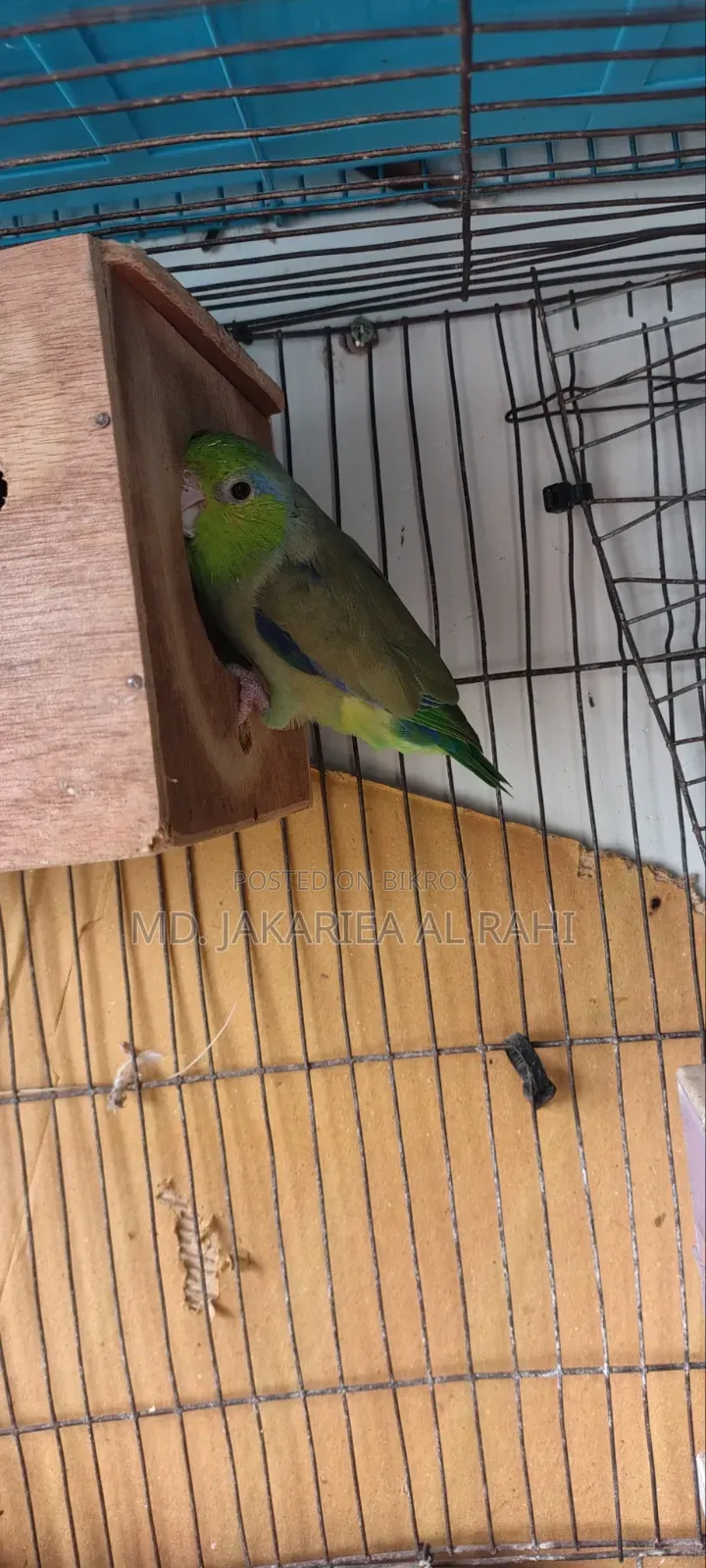 Running Forpus Male for Sell