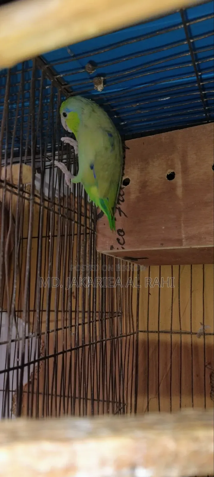 Running Forpus Male for Sell