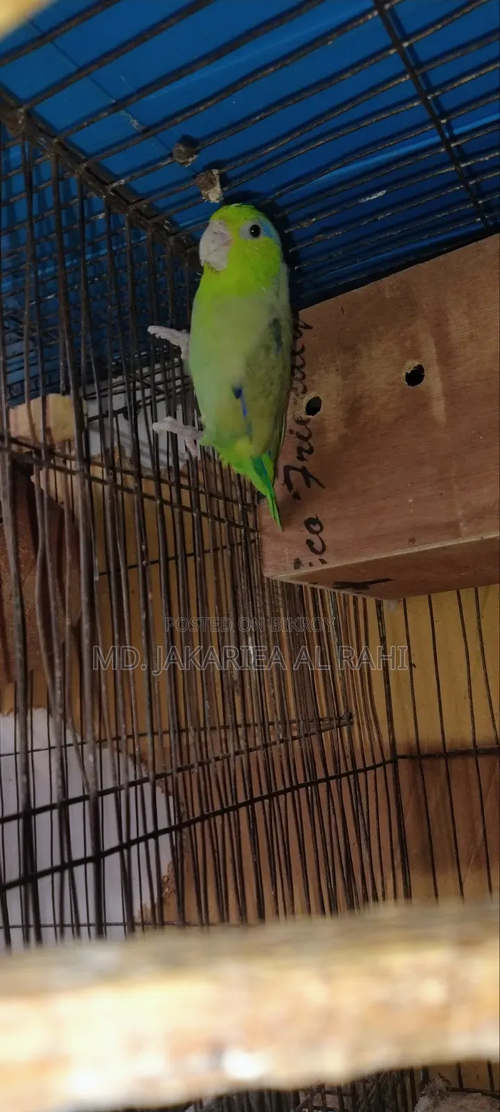 Running Forpus Male for Sell