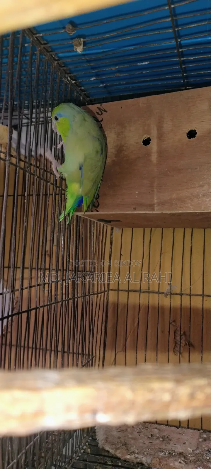 Running Forpus Male for Sell