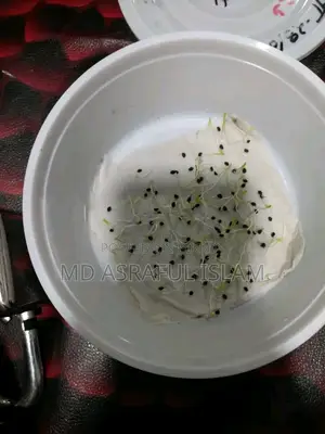 Hybrid Lal Teer Variety Onion Seeds