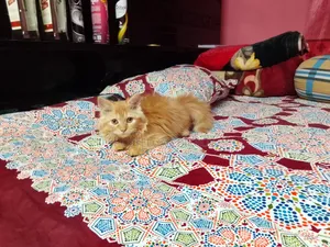 3-6 months Female Purebred Persian