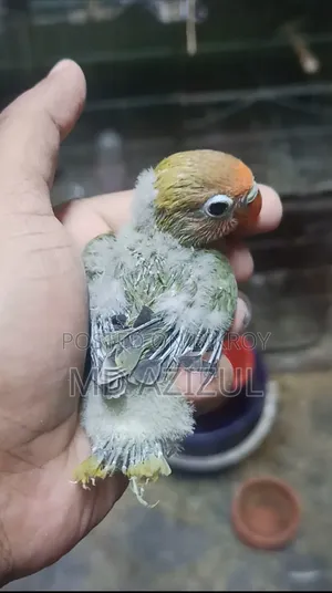 লাভবার্ড টেমসাইজ বেবি