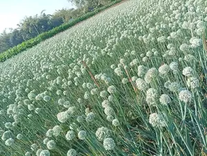 Hybrid Lal Teer Variety Onion Seeds