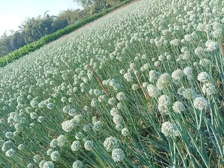 Hybrid Lal Teer Variety Onion Seeds