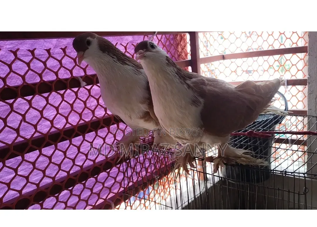 Siraji Pigeons