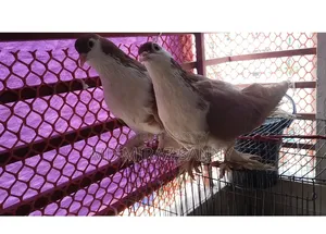 Siraji Pigeons