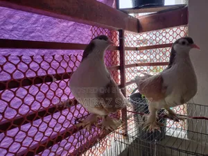 Siraji Pigeons