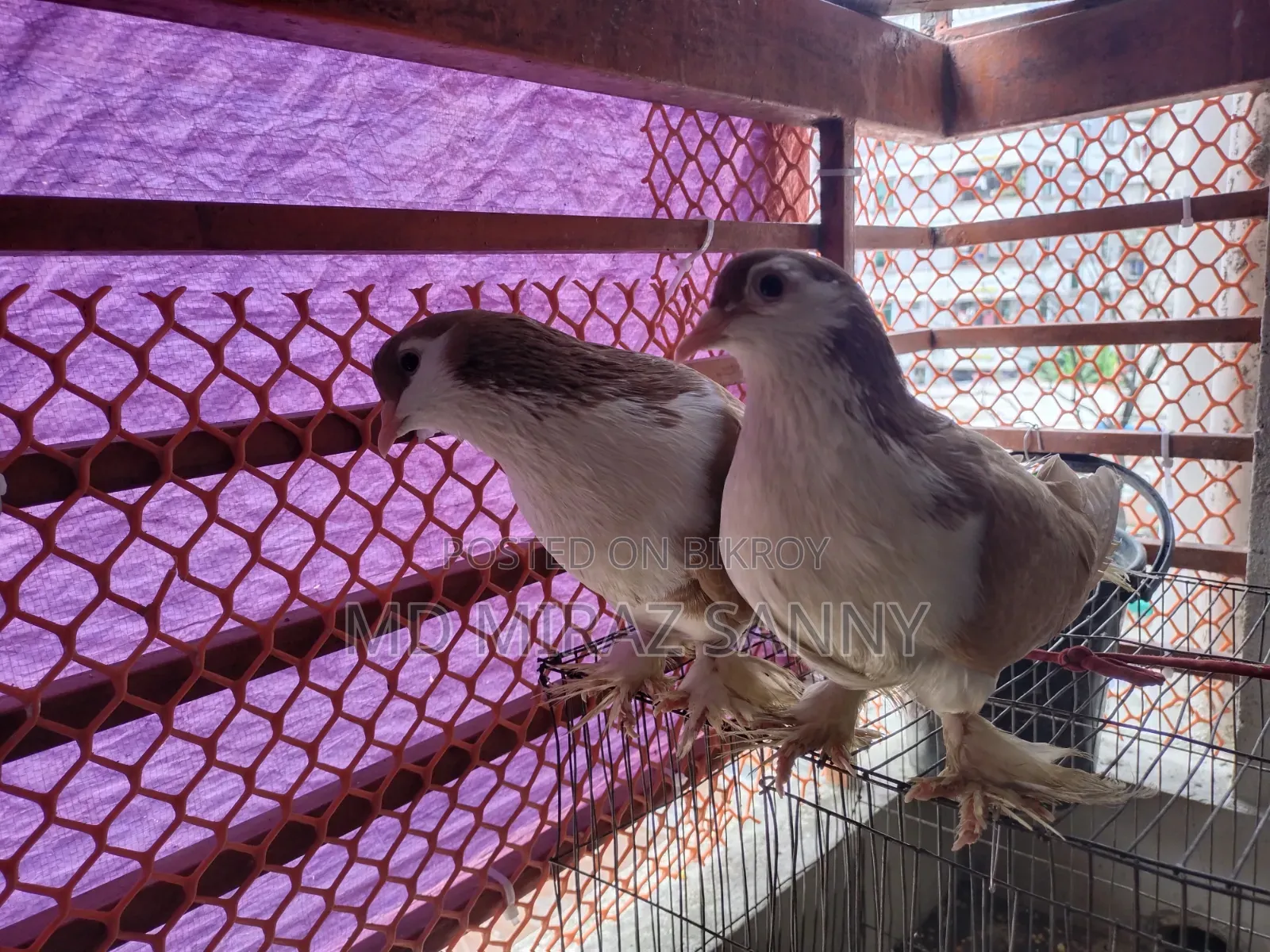 Siraji Pigeons