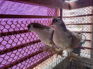 Siraji Pigeons