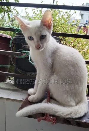1-3 Months Male Mixed Breed Persian