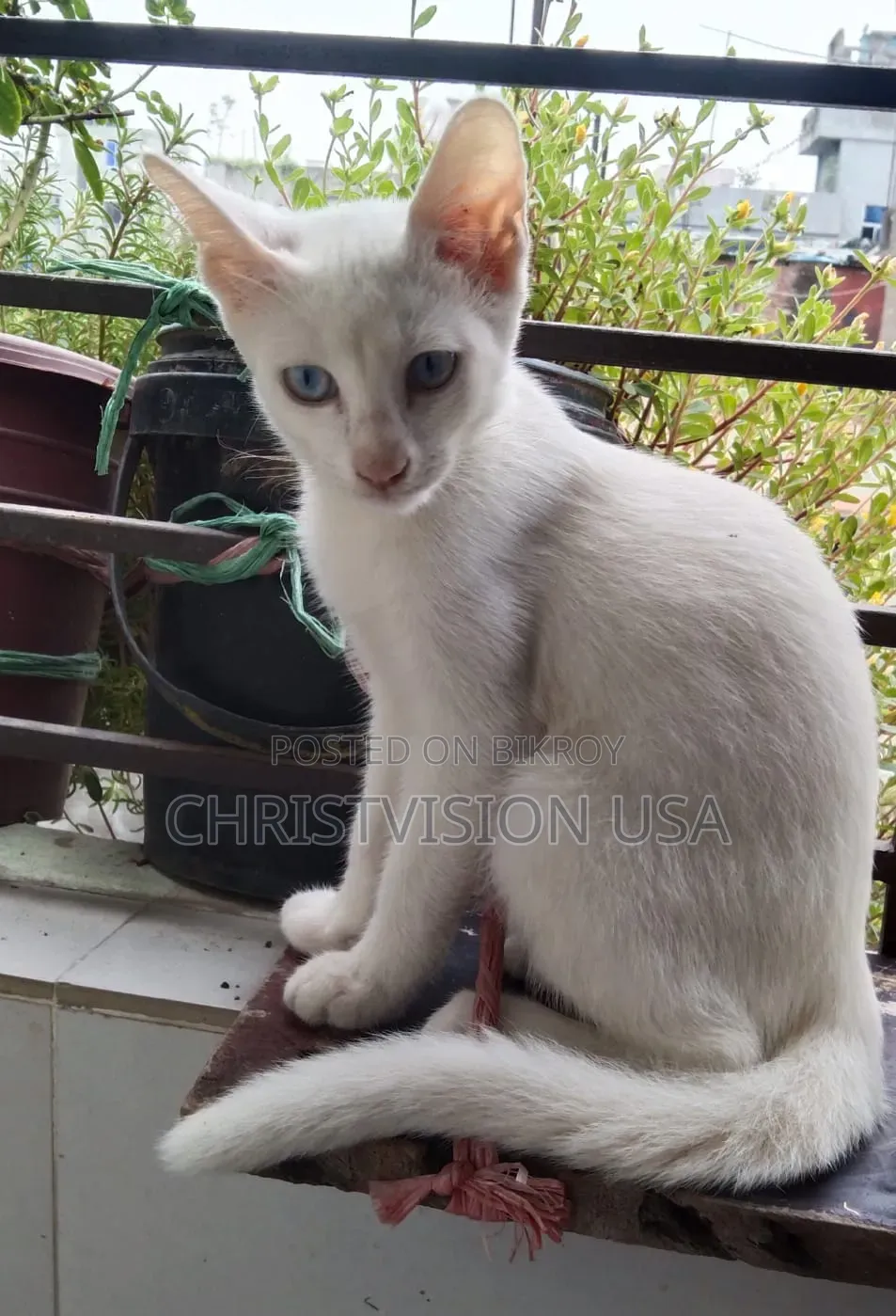 1-3 Months Male Mixed Breed Persian