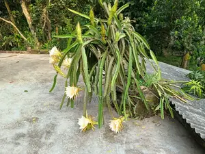 ড্রাগন ফল গাছ