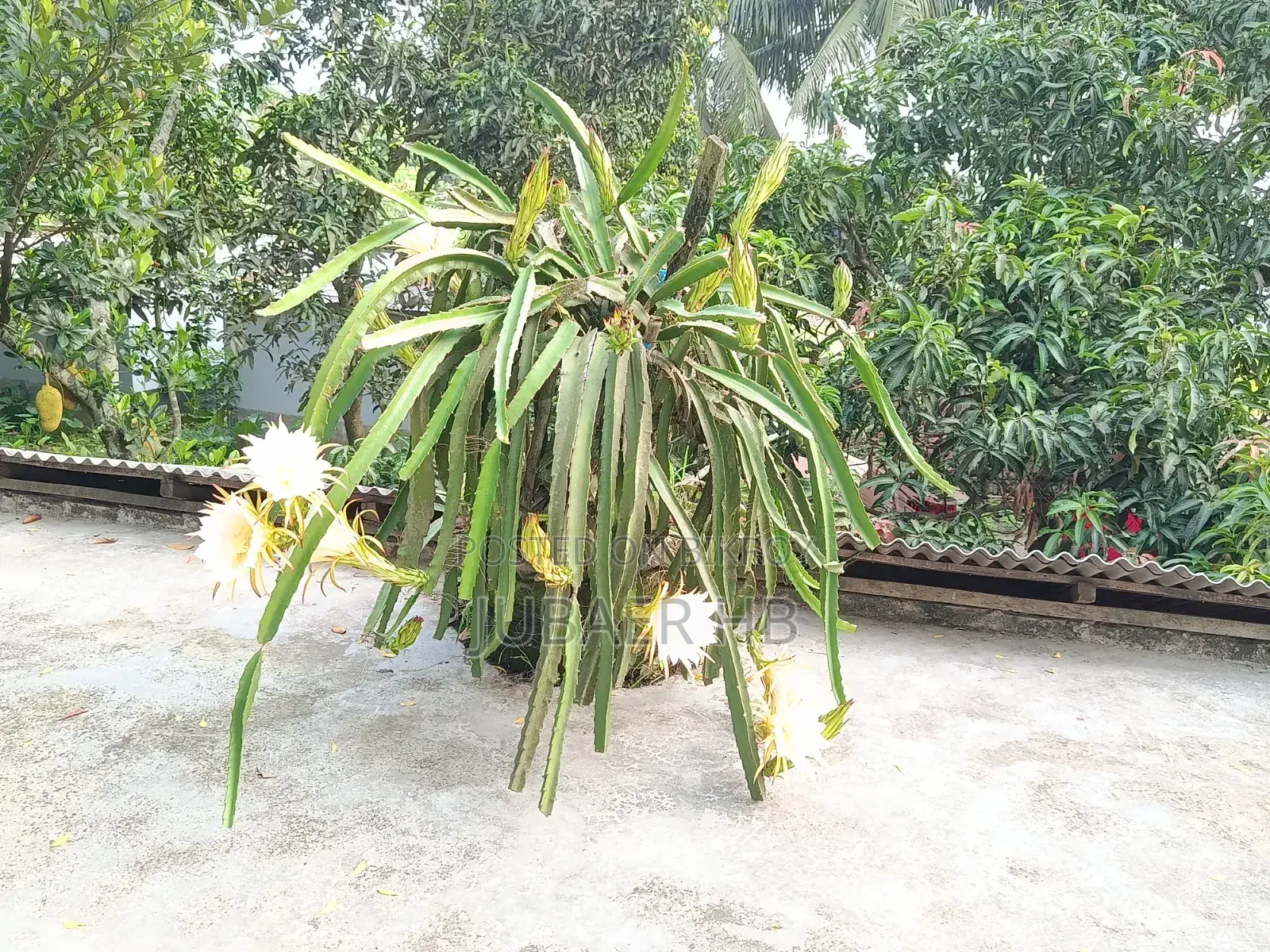 ড্রাগন ফল গাছ