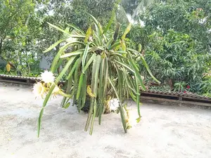 ড্রাগন ফল গাছ
