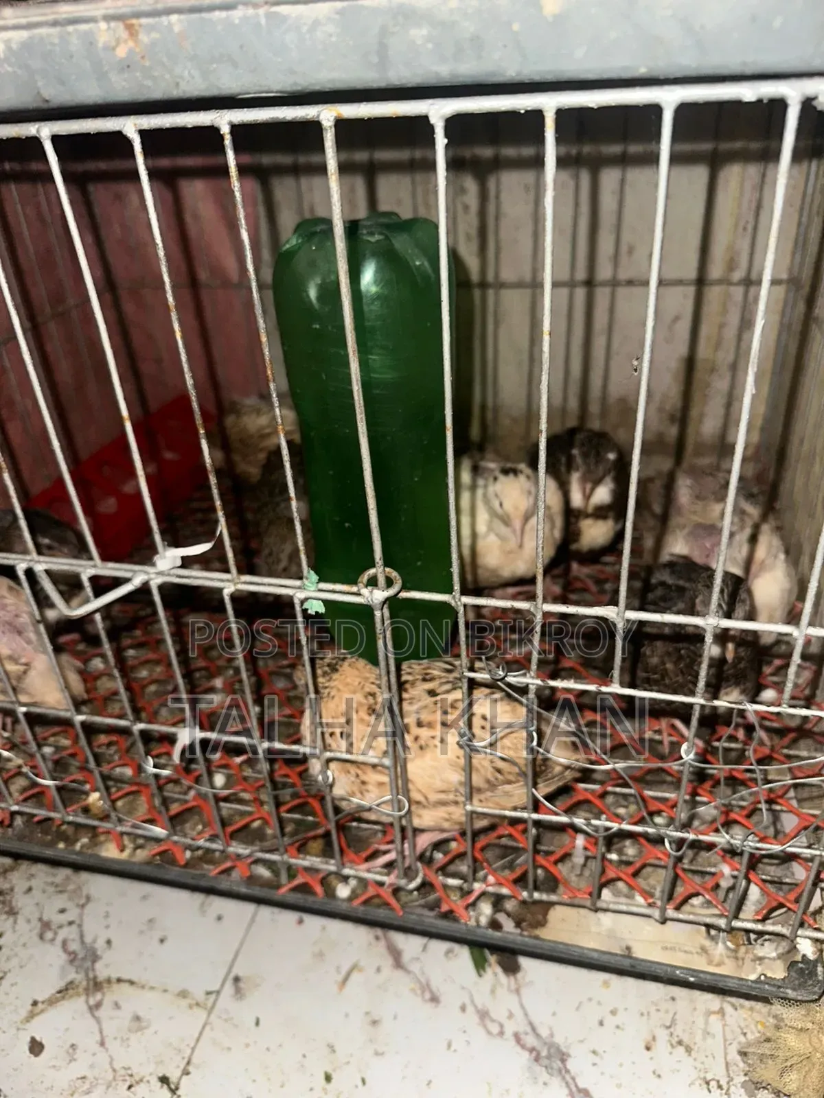 European Joint, Quail. 24 days old