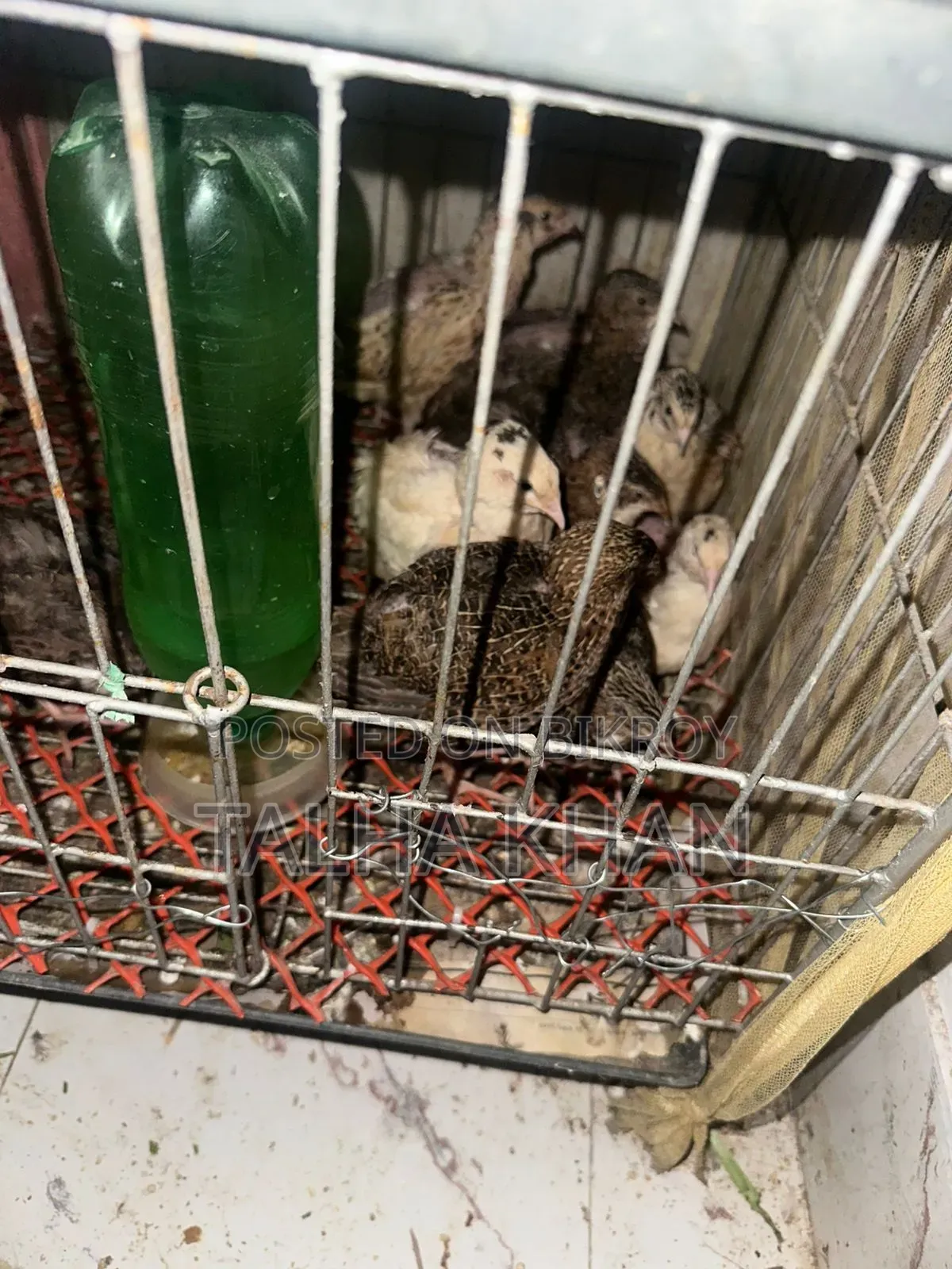 European Joint, Quail. 24 days old