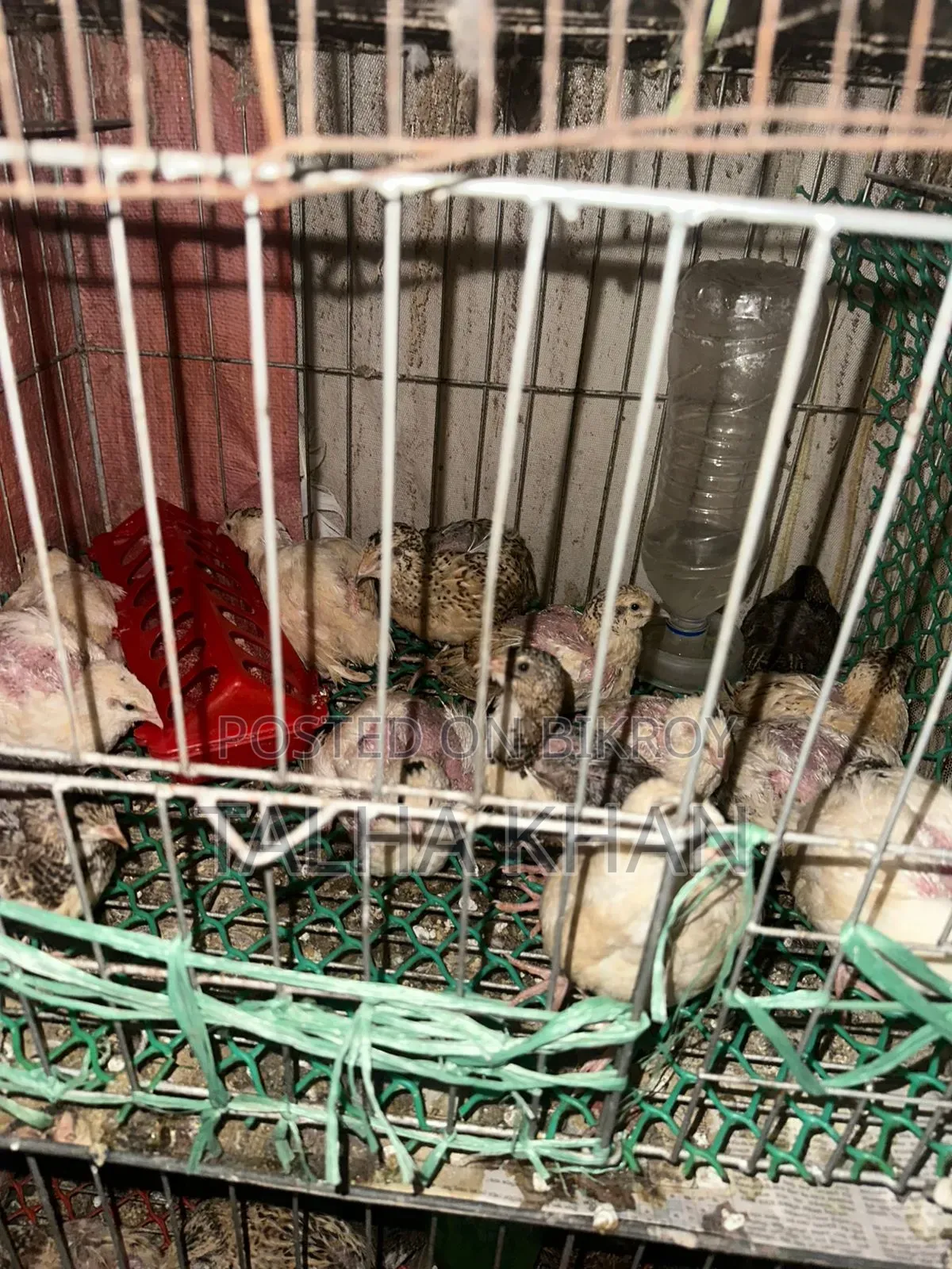 European Joint, Quail. 24 days old