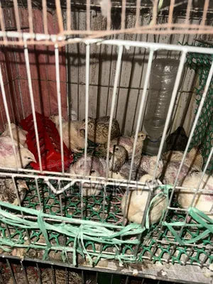 European Joint, Quail. 24 days old