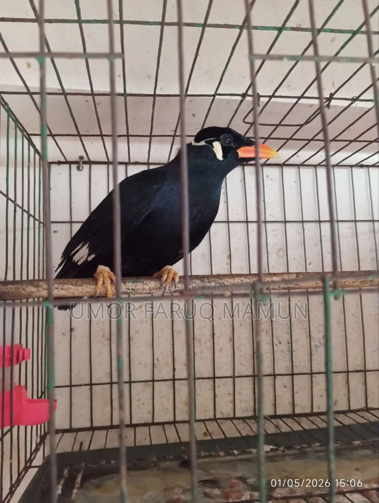 কথা বলা ময়না পাখি