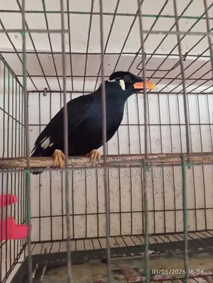 কথা বলা ময়না পাখি