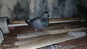 A pair of good quality pigeons