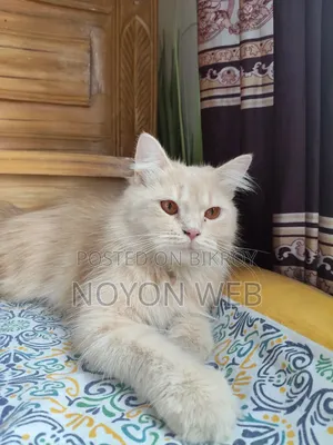 6-12 Months Female Purebred Persian Cat