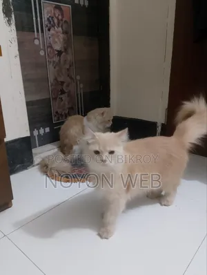 6-12 Months Female Purebred Persian Cat