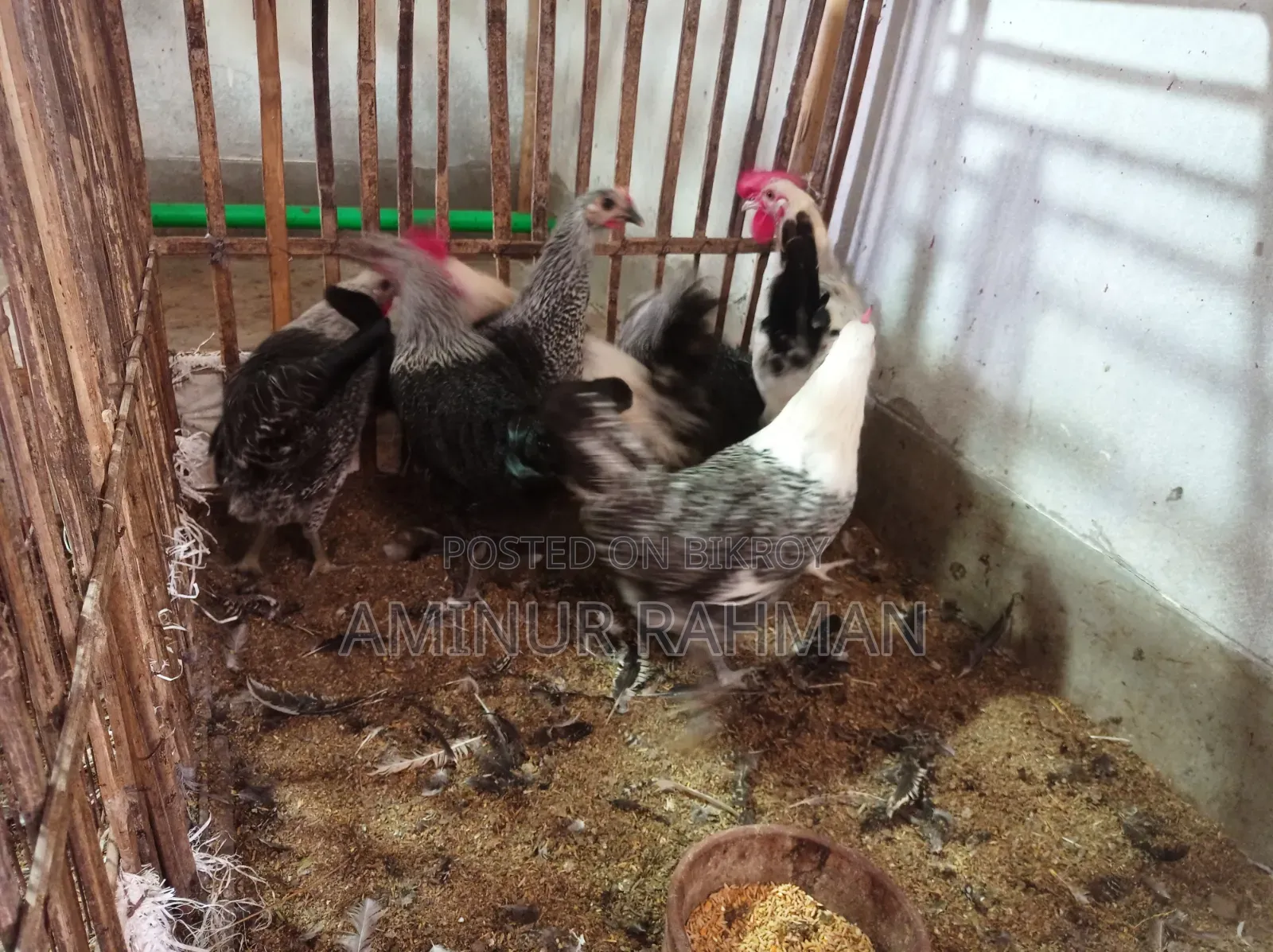 Fayoumi and Sonali crossbreed chickens, Kadaknath, Pheasant